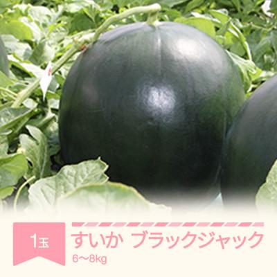 ふるさと納税 村山市 令和8年産 すいか ブラックジャック1玉6〜8kg
