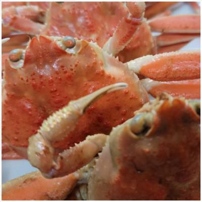 ふるさと納税 京丹後市 「訳あり」茹でセコガニ(コッペガニ)130g前後5杯セット