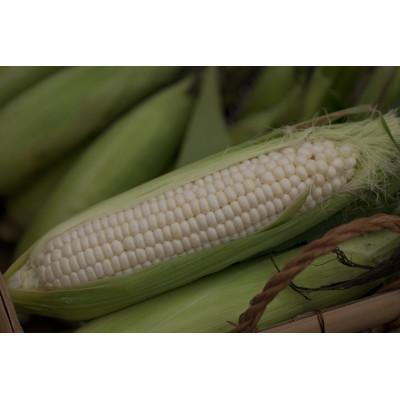 ふるさと納税 倶知安町 [2026年8月下旬より順次発送]北の大地からの贈り物〜オーガニックピュアホワイトコーン