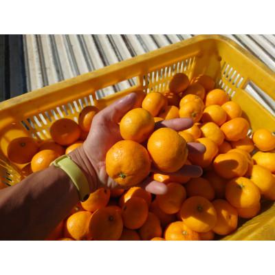 ふるさと納税 紀の川市 甘くてジューシー♪まーくん家人気のみかん 2キロ箱