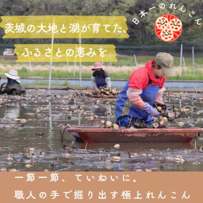 ふるさと納税 かすみがうら市 肉厚でシャキシャキの食感と甘みが特徴　　掘りたて れんこん　2Kg(2〜4本) |  | 01