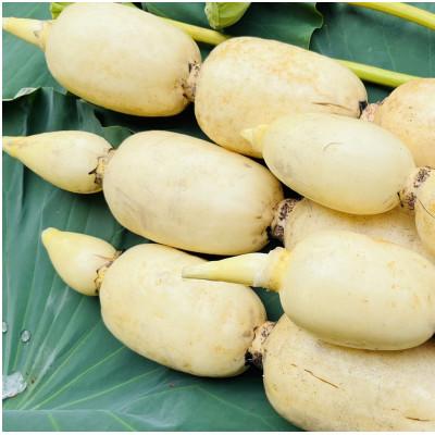 ふるさと納税 かすみがうら市 肉厚でシャキシャキの食感と甘みが特徴　　掘りたて れんこん　2Kg(2〜4本) |  | 02