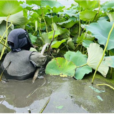 ふるさと納税 かすみがうら市 肉厚でシャキシャキの食感と甘みが特徴　　掘りたて れんこん　2Kg(2〜4本) |  | 03