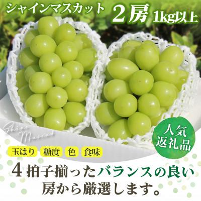 ふるさと納税 笛吹市 [2026年発送]山梨県 笛吹市 シャインマスカット 2房(1kg以上) 山梨の人気果物