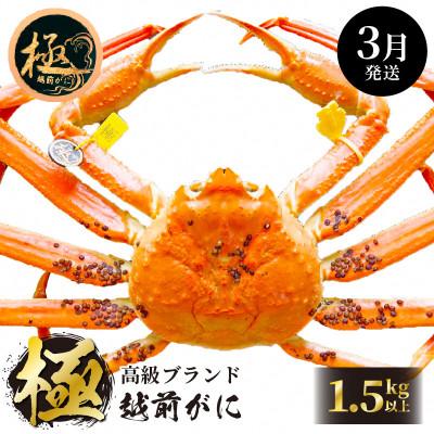 ふるさと納税 越前町 ≪浜茹で≫ 越前がに 極 × 1杯[3月発送分]