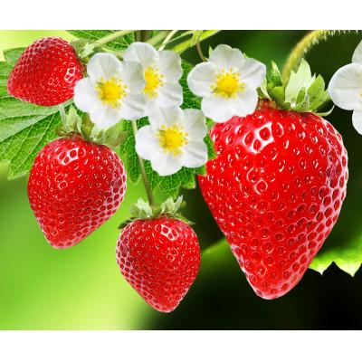 ふるさと納税 芦屋町 [数量限定]福岡県産 春採れあまおう 約250~270g×4パック