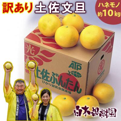 ふるさと納税 土佐市 <白木果樹園産> 訳あり 土佐文旦約10kg B級品 (約15〜20個入り)