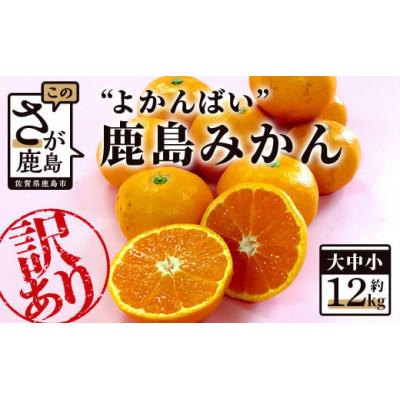 ふるさと納税 鹿島市 よかんばい鹿島産みかん 訳アリ 約12kg 大中小サイズ別[2026年発送]