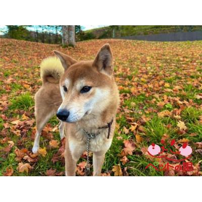 ふるさと納税 滝沢市 ペットの里のわんちゃん1匹の1ヵ月の食事代 支援寄付[ポストカード10枚]