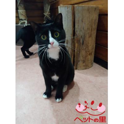 ふるさと納税 滝沢市 ペットの里のねこちゃん1匹の1ヵ月の食事代 支援寄付[ポストカード10枚]