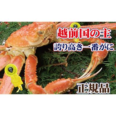 ふるさと納税 越前町 桐箱入り!一番蟹 越前国の主!越前がにの象徴 × 1杯 ≪浜茹で≫[2・3月発送分]