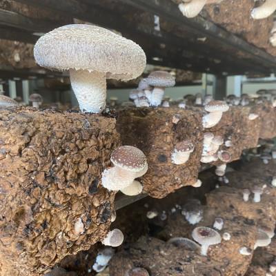 ふるさと納税 足利市 しいたけ狩り体験無料券1名様