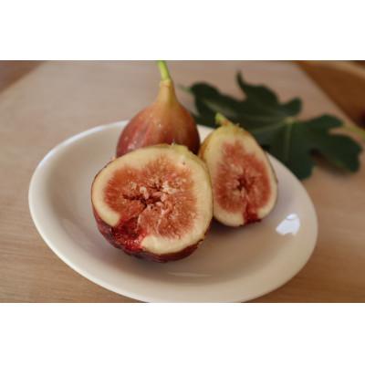 ふるさと納税 田原市 完熟いちじく[極]9〜12玉 約1kg