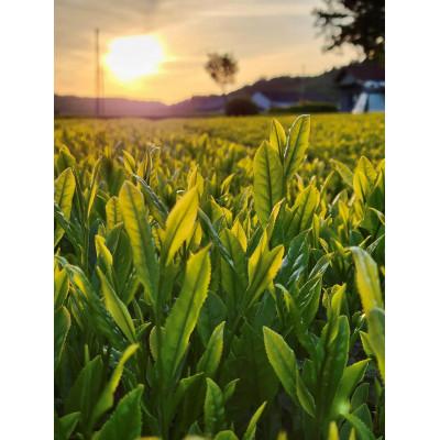 ふるさと納税 城里町 手軽に試せる古内茶 ティーパックと粉末茶