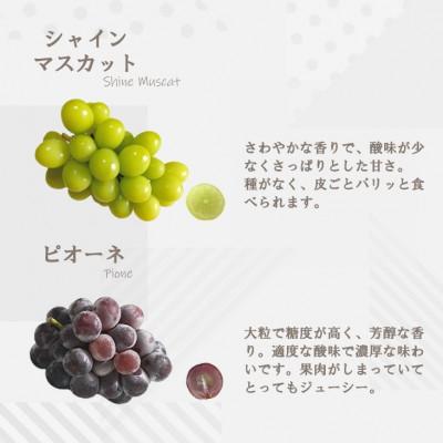 ふるさと納税 山梨市 2027年発送 先行受付 大人気ぶどう2種盛り合わせ　シャインマスカット・ピオーネ　計1kg以上 |  | 02