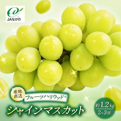 ふるさと納税 高山村 [2026年9〜10月発送]JAながの 須高産 シャインマスカット 約1.2kg 2〜3房入り
