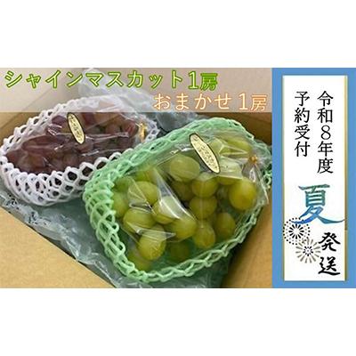 ふるさと納税 貝塚市 [貝塚市産]シャインマスカット&amp;おまかせ各1房約1.2kg 令和8年度早期予約8月中旬以降順次発送