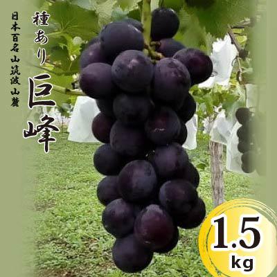 ふるさと納税 石岡市 [先行受付]巨峰 1.5kg