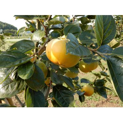 ふるさと納税 かすみがうら市 画期的な食感と甘さ柿「太秋」約3.5kg以上(9個〜12個)