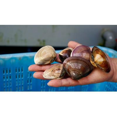 ふるさと納税 旭市 開いちゃいました♪九十九里産酒蒸し蛤(冷凍)　300g×4袋 |  | 02
