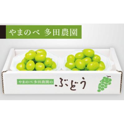 ふるさと納税 山辺町 [先行受付]2026年 山形県産 シャインマスカット ダイヤパック 250g×2