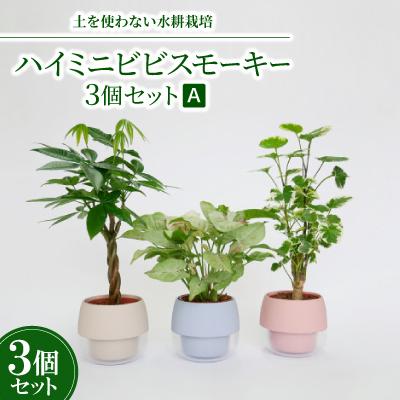 ふるさと納税 岡崎市 ハイミニビビスモーキー3個セット[A][オススメの観葉植物でお届け]