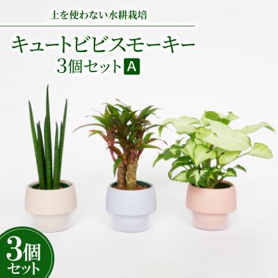 ふるさと納税 岡崎市 キュートビビスモーキー3個セット[A][オススメの観葉植物でお届け]