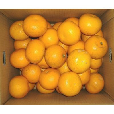 ふるさと納税 広川町 和歌山由良町産はっさく キズあり サイズおまかせ(2L〜M) 10kg