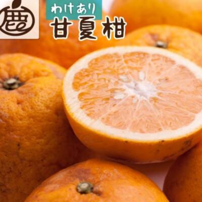ふるさと納税 印南町 家庭用 甘夏柑10kg+250g(傷み補償分)[初夏のみかん][有田産][光センサー選果][訳あり]