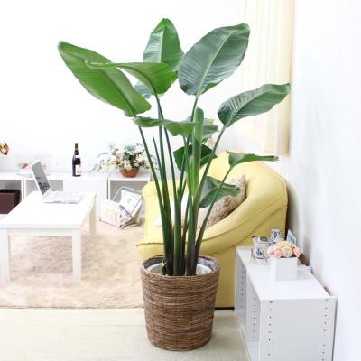 ふるさと納税 筑前町 [2026年3月中旬以降発送]オーガスタ 10号 ブラウンバスケット鉢カバー 土の表面:ウッドチップ