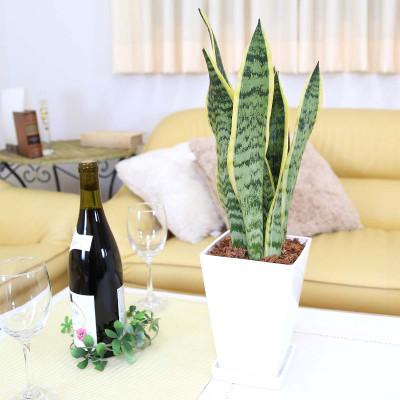 ふるさと納税 筑前町 [2026年3月中旬以降発送]サンスベリア 5号 ホワイトスクエアプラスチック鉢 土の表面:ウッド