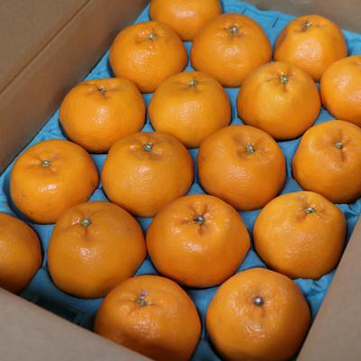 ふるさと納税 印南町 [産地直送]和歌山県産 有田のはるみ 12玉〜24玉&lt;2025年1月下旬頃より順次発送&gt;