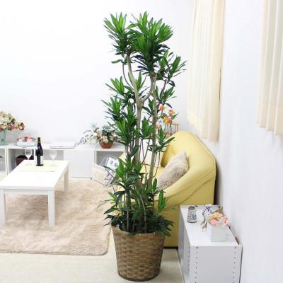 ふるさと納税 筑前町 ソング オブ ジャマイカ 10号バスケット鉢カバー 土の表面:ウッドチップ