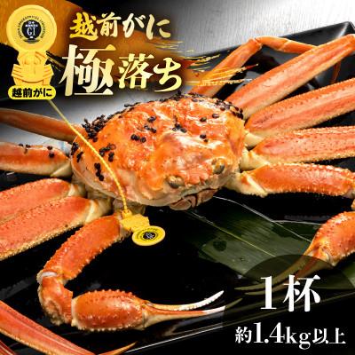 ふるさと納税 越前町 越前がに 浜茹で 極落ち(生で約1.4kg以上) × 1杯