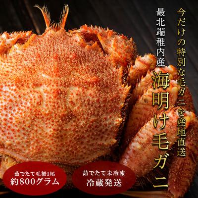 ふるさと納税 稚内市 [2026年新物]今だけ!稚内産海明け毛ガニ 浜ゆでチルド発送 800g前後[2月下旬以降発送]