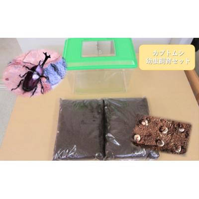 ふるさと納税 南山城村 カブトムシ(幼虫・6匹)飼育セット付