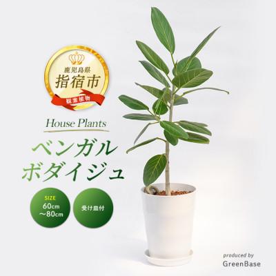 ふるさと納税 指宿市 [観葉植物]ベンガルボダイジュ(フィッカス・ベンガレンシス)60cm〜80cm(014-1478)