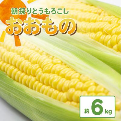 ふるさと納税 下妻市 下妻産朝採りとうもろこし(おおもの)約6kg 2026年7月上旬〜8月中旬頃順次発送