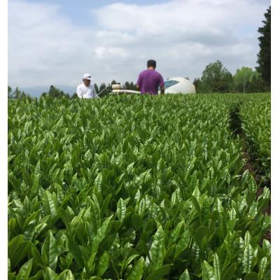 ふるさと納税 八女市 栽培期間中農薬不使用八女茶　緑茶微粉末パウダー　2袋 |  | 01