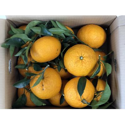 ふるさと納税 日高川町 樹上完熟 甘夏[6kg]