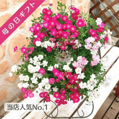 ふるさと納税 藤枝市 [母の日に!]四季咲きミニバラ(レンゲローズ)リング植え スタンド付