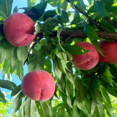 ふるさと納税 豊丘村 【丘の上ファーム】初夏を彩る桃 品種おまかせ 2.5kg(6-10玉) 2026年7月発送の画像
