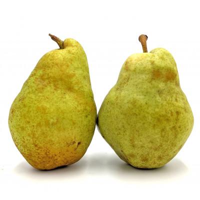 ふるさと納税 鶴岡市 食べ頃がわかりやすい洋梨 バラード 3kg