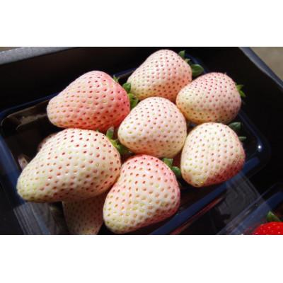 ふるさと納税 矢板市 栃木初の白いちご「ミルキーベリー」約560g