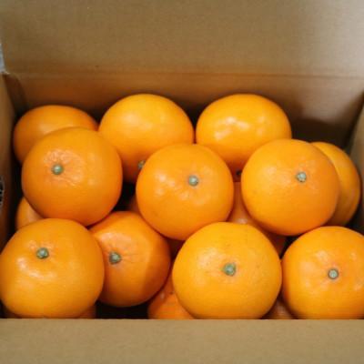 ふるさと納税 湯浅町 [まごころ手選別]湯浅町産 せとか 約3kg 秀品 2026年2月下旬より順次発送