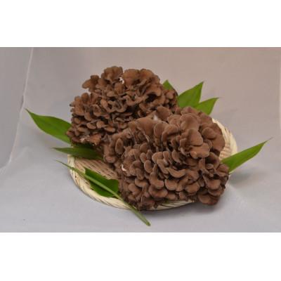 ふるさと納税 最上町 [山形県最上町産]みちのく舞茸贈答品1箱(舞茸2株入り)