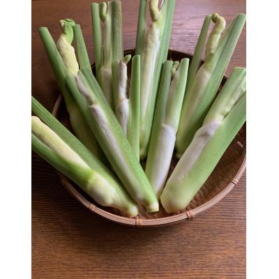 ふるさと納税 塩尻市 [2026年発送]栽培期間中農薬不使用・化学肥料不使用のマコモダケ1kg