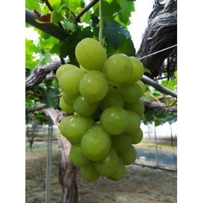 ふるさと納税 北栄町 ぶどう(ロザリオビアンコ) 1.5kg前後 1箱