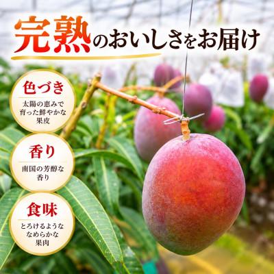 ふるさと納税 与那原町 【2027年6月下旬から順次発送・贈答用】JAおきなわ厳選 完熟アップルマンゴー約1kg(2〜3玉) |  | 02