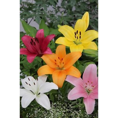 ふるさと納税 五泉市 [2026年2月より順次発送]五泉市 ユリ球根セット